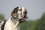 DOGUE ALLEMAND 544